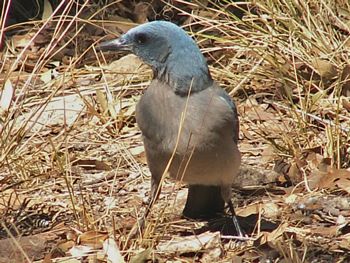 Mexican Jay