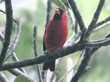 Northern Cardinal