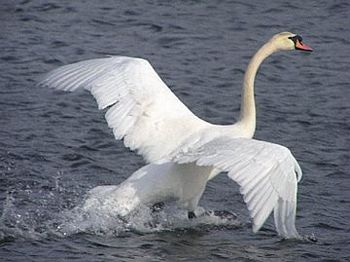 Mute Swan