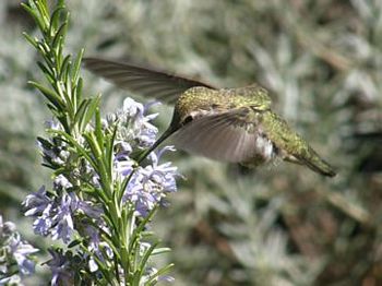 Anna's Hummingbird