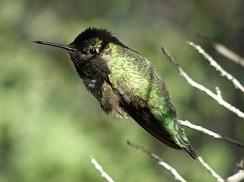 Black-chinned Hummingbird