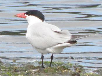 Caspian tern