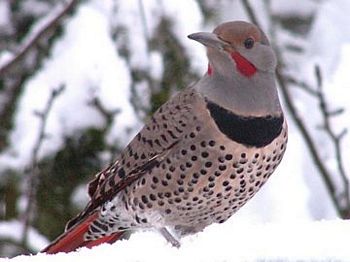 Northern Flicker