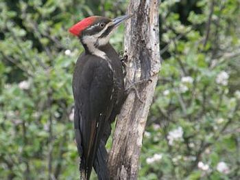 Pileated Woodpecker