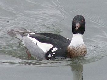 Red-breasted Merganser