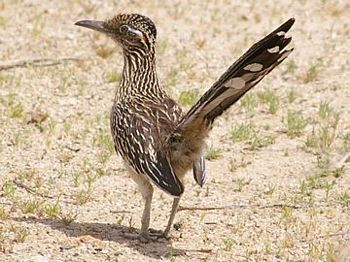 Common Roadrunner