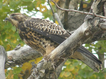 Swainson's Hawk