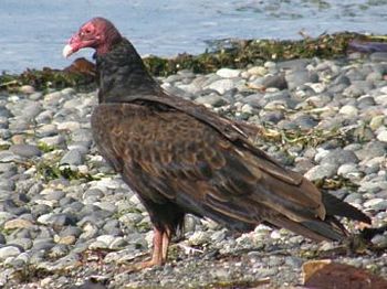 Turkey Vulture