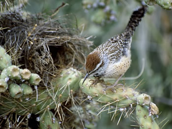 Cactus Wren 