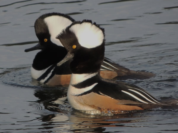 Male Hooded Mergansers