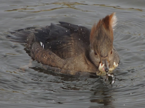 Female Hooded Merganser grasps her prey