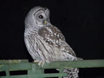 The Barred Owl
