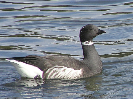 Brant