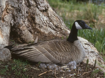 Nesting Canada Goose 