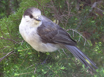 Canada Jay