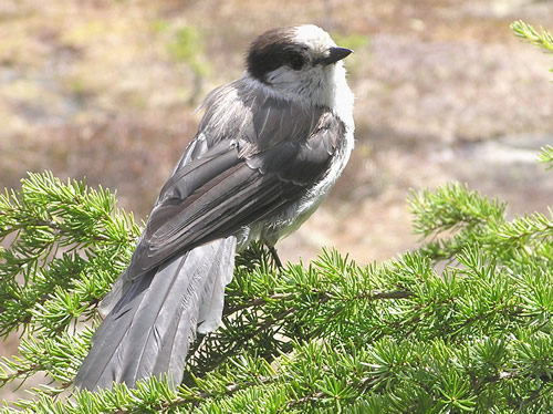 Canada Jay