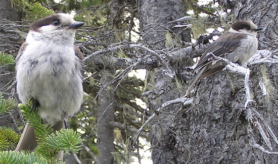 Canada Jays