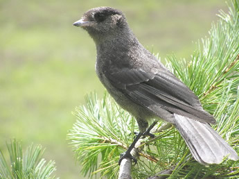 Juvenile Canada Jay