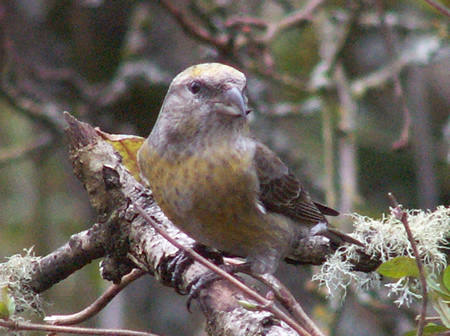 Female Red Crossbill 