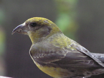 Female Red Crossbill 