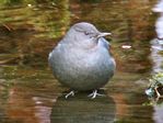 The American Dipper