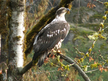Juvenile Bald Eagle