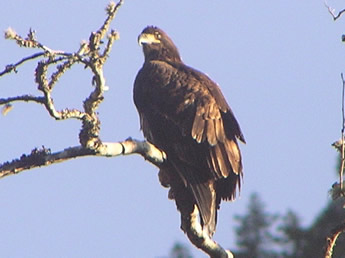 Juvenile Bald Eagle