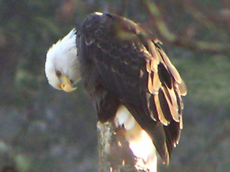 Bald Eagle