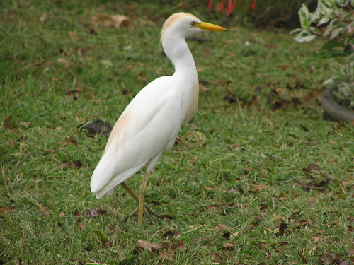 Cattle Egret