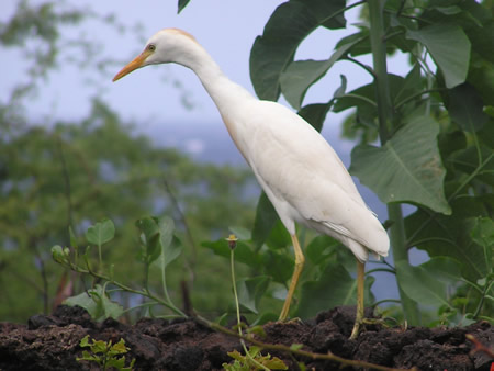 Cattle Egret