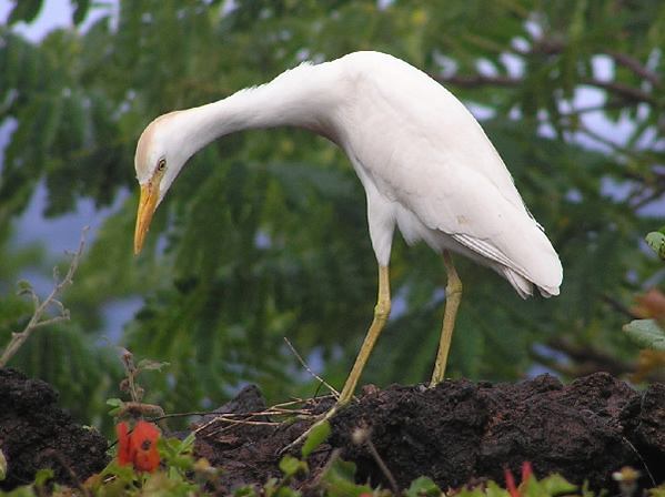 Cattle Egret