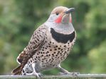 The Northern Flicker