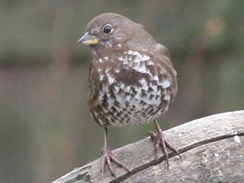 Fox Sparrow