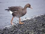 The White-fronted Goose