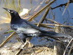 The Great-tailed Grackle