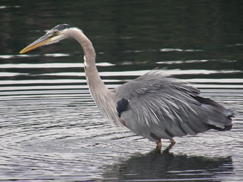 Great Blue Heron