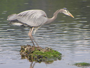 Great Blue Heron