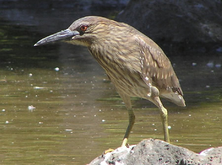 Juvenile Black-crowned Night-Heron 