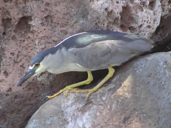 Black-crowned Night-Heron 