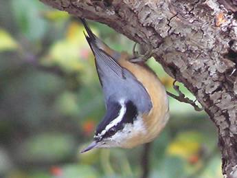 Red-breasted Nuthatch