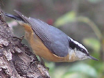 The Red-breasted Nuthatch