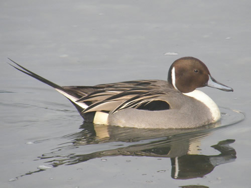 Male Northern Pintail 