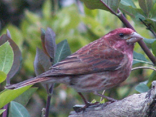 Male Purple Finch