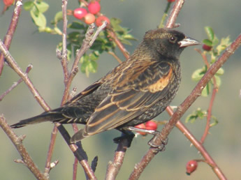 Juvenile male Red-winged Blackbird