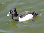The Ring-necked Duck