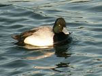 The Lesser Scaup