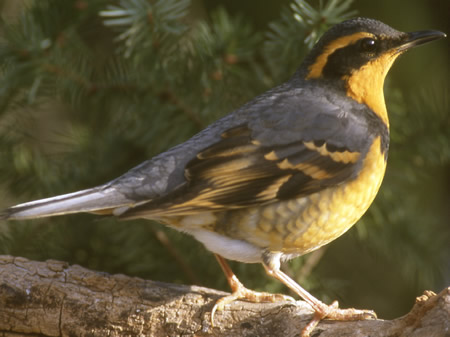 Varied Thrush