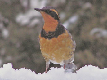 Varied Thrush