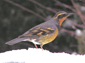 Varied Thrush