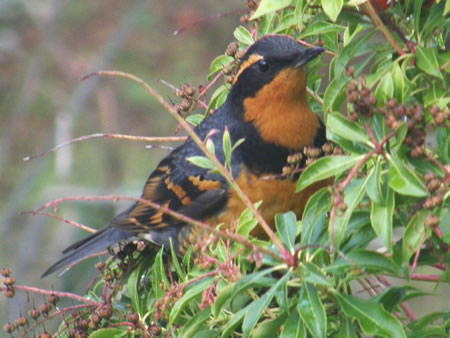 Varied Thrush